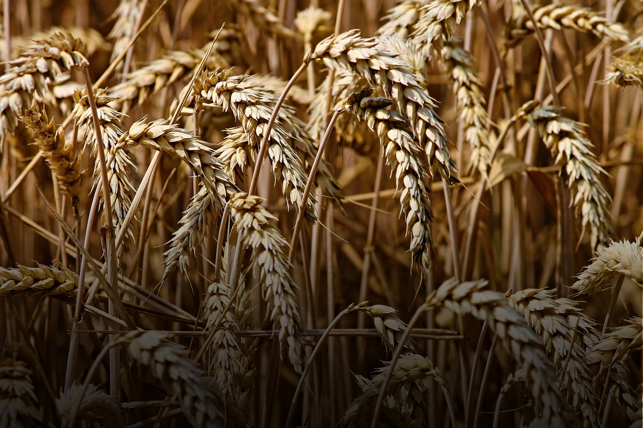 Wheat straw